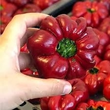 50 Adet Tohum Nadir Tatlı Domates Biberi Tohumu Organik Yeni Sezo