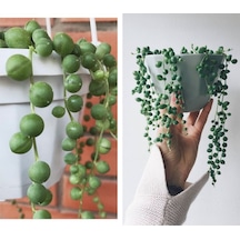 Serada Decor Plant Tespih Çiçeği İnci Tanesi Askılı Büyük Saksı Senecio Rowleyanus Teraryum Sukulent