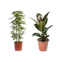 Videolu Kauçuk Çiçeği 60-80cm/çift Dal Alacalı Şeflera Çiçeği 60-90cm Saksılı
