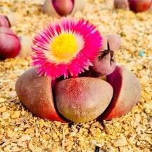 10 Adet Pleiospilos 'royal Flush' Succulent Tohumu