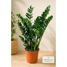 Bitkidunyam Zamia Zamioculcas Zamiifolia İç Mekan Bitkisi Diğer