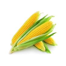 Mısır Tohumu 1 Paket 10gr 45+ Adet Tatlı Mısır Tohumu