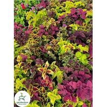 Yaprak Güzeli Çiçeği Özel Tür 3 Adet Mini Saksıda Kolyos 10-20 Cm