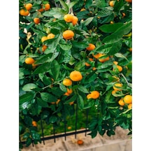Videolu Tatlı Ve Sulu Mandalina Fidanı 150 200 Cm 1 Adet Saksılı/tüplü Citrus Reticulata