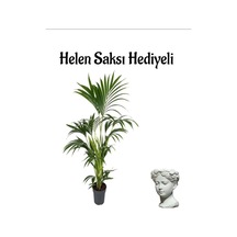 Areka Salon Palmiyesi Bitkisi Areca Paplm Sevgililer Gününe Özel Helen Saksı Hediyeli