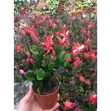 Yılbaşı Çiçeği 1 Adet Saksılı Schlumbergera Red - Kaktüs - Yılbaşı Çiçeği