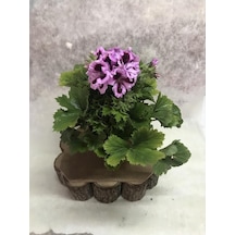 Ceylan Gözü Canan Sardunya Çiçeği Fidanı Lila 10-20 Cm