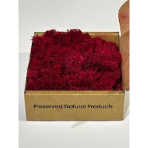 Reindermoss Şoklanmış Norveç Yosunu Terarium Yosunu Fushia 100 Gr.