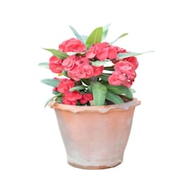 İthal Dolgun Formlu Pembe Renkli Milli Dikenler Tacı Çiçeği 20-40 Cm Euphorbia Milii