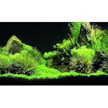 Kanki Pet Kp8550035 Akvaryum Arka Fon Yapıştırma 85 X 50 Cm