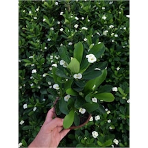 Çok Avantajlı Beyaz Renk Dikenler Tacı Çiçekli Ithal Hollanda Milli Saksılı Kaktüs White Euphorbia