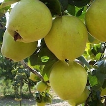 7 Yaş Aşılı Limon Ayva Fidanı . Saksıda