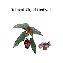 Avantajlı Çiçekli Çilli Begonya Çiçeği Sevgililer Gününe Özel Telgraf