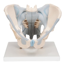 Erkek Pelvis Maketi, Ligamentli - Pelvis Model 01