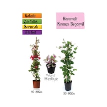 Kırmızı Begonvil+kokulu Hanımeli Çiçeği+telgraf Çiçeği Hediyeli 3'lü Peyzaj Seti