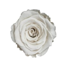 Rose Amor WHİ-04 BEYAZ  şoklanmış solmaz gül XL