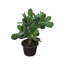 Para Ağacı Çiçeği Büyük Boy Kaktüs Sukulent 10-20 Cm