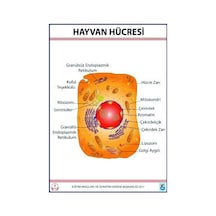 Hayvan Hücresi Levhası 70X100 Cm