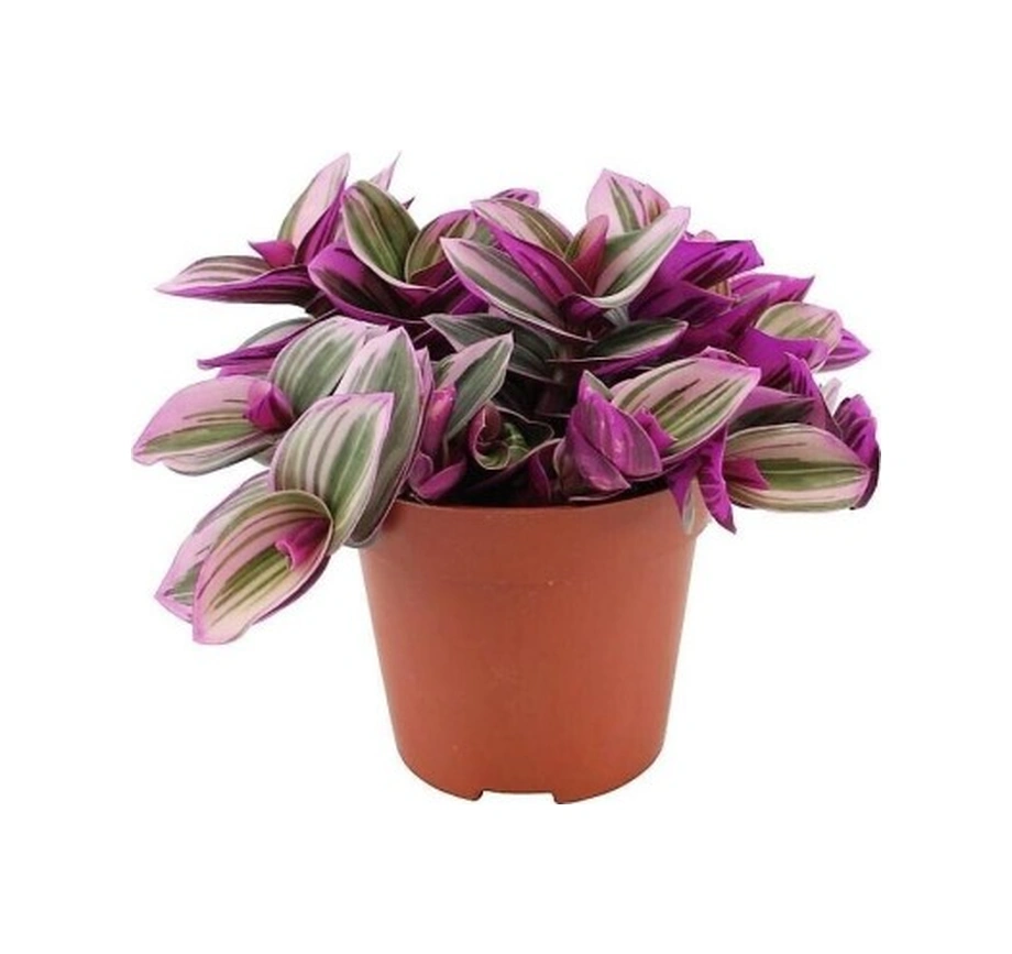 Pembe Telgraf Çiçeği Tradescantia Nanouk 10-20 Cm