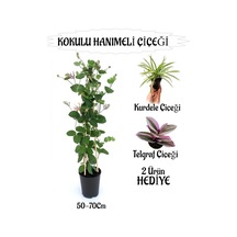 Mis Kokulu Hanımeli Çiçeği 1 Adet Telgarf-kurdele Çiçekleri Hediye