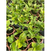 Mini Koyu Pembe Mum Çiçeği 10-20cm Özel Tür Sarmaşık Çiçek