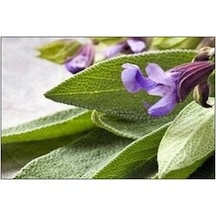 Adaçayı Salvia Officinalis 50 Adet Tohum