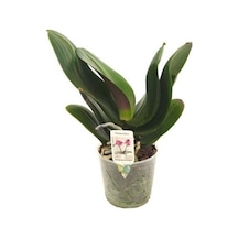 Çiçeksiz Orkide Fidesi 12 Cm Saksıda