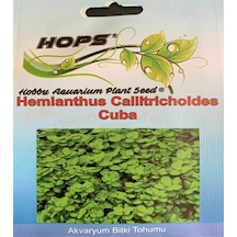 Hemianthus Callitrichoides Cuba Bitki Tohumu