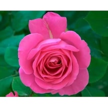 Bulgar Gülü Pembe Çiçeği Fidanı