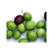 Yüksek Polifenollü Sofralık Yağlık Antalya Tavşan Yüreği Zeytin Fidanı 10-20 Cm