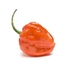 Çok Acı Habanero Biberi Tohumu 10 Adet Tohum Biber Tohumu