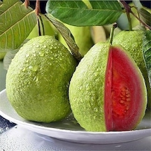 2 Yaş Kırmızı Guava Fidanı. Torbada