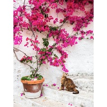 Videolu Pembe Çiçekli Begonvil 60 100 Cm 1 Adet Saksılı Iç/ Dış Mekan Bitkisi Bougainvillea