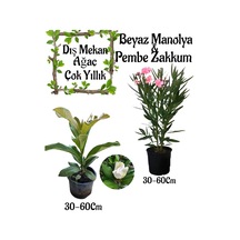 Manolya Ağacı 1 Adet Saksılı+pembe Zakkum1 Adet Saksılı Bahçe Seti