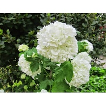 Saksılı Kartopu Çiçeği 40-60 Cm