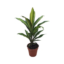 Cordyline 'Kiwi' (Kordilin Çiçeği) 12 cm 35-40 cm