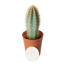 Serada Decor Plant Mavi Meşale Kaktüs 5,5 Cm Saksıda