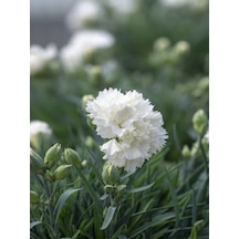 Videolu Beyaz Karanfil 15-30 Cm 1 Adet Saksılı Çiçekli Bodur Bitki Dianthus Caryophyllus