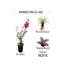 Kırmızı Oya Ağacı Fidanı 1 Adet Saksılı+kurdele Çiçeği-telgraf Çiçeği Hediyeli