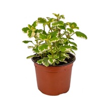 Mis Kokulu Plectranthus Forsteri Çiçeği Saksılı 1 Adet
