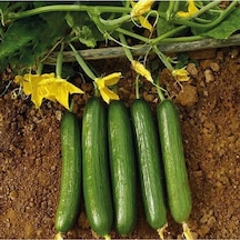 50 Adet Tohum Organik Badem Köy Salatalığı Tohumu Kaliteli Salatalık Saksılık Salatalık Tohumu