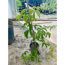 Amerikan Sarmaşığı Parthenocissus Quinquefolia 1 Adet