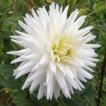 My Love Dahlia İri Yıldız Çiçeği Yumrusu 1 Adet