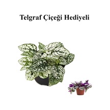 Beyaz Renk Zarif Yapraklı Hostes Çiçeği Sevgililer Gününe Özel Telgraf Hediyeli
