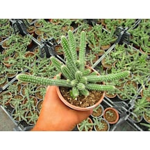 Yılan Kaktüs 5 Adet- Chamaecereus Silvestrii