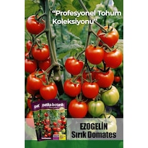 10 Adet Ezogelin Kiraz/cherry Domates Tohumu-sırık