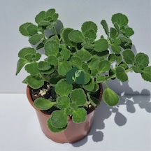 Küba Kekiği Plectranthus Amboinicus Lour. Spreng