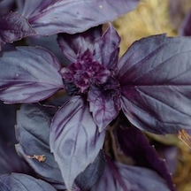 Koyu Renkli Tatlı Fesleğen Tohumu 100 Tohum