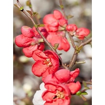 Videolu Bol Çiçekli Kırmızı 1 Adet Yörük Gelini Fidanı Saksılı\tüplü 35-65cm Japanese Quince