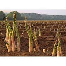 Asparagus - Kuş Konmaz Tohumu